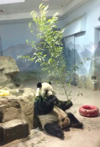 Ken Thompson Panda coacht.blog